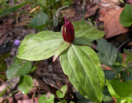 Photo of wake robin, or trillium, plant with leaves and flower