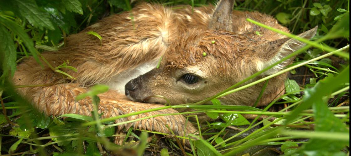 Wet fawn lays in grass
