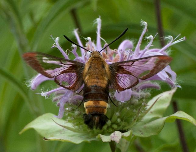 Snowberry clearwing visiting some kind of beebalm or horsemint flower