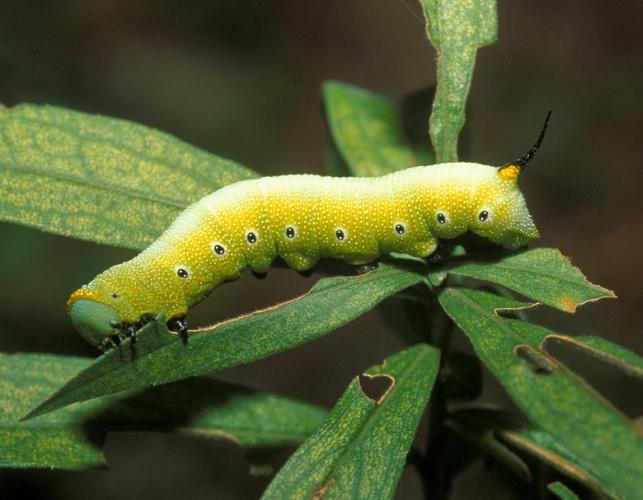 Photo of a snowberry clearwing caterpillar feeding on leaves.