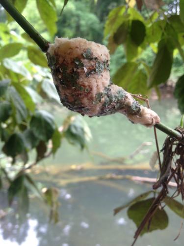 Small pipe-shaped nest, flecked with bits of green leaf, molded onto a branch. 