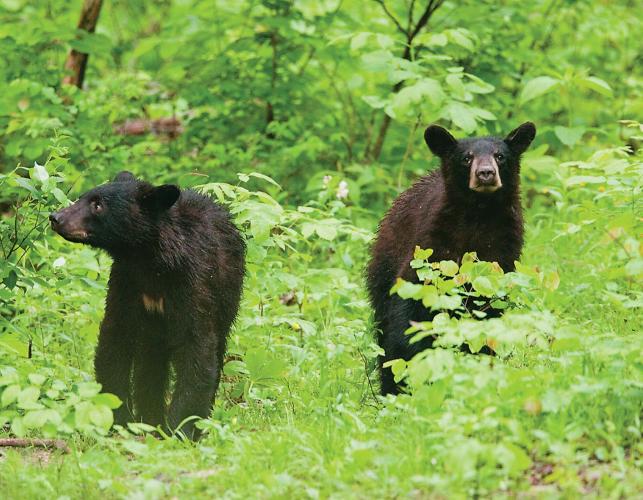 Photo of two bears