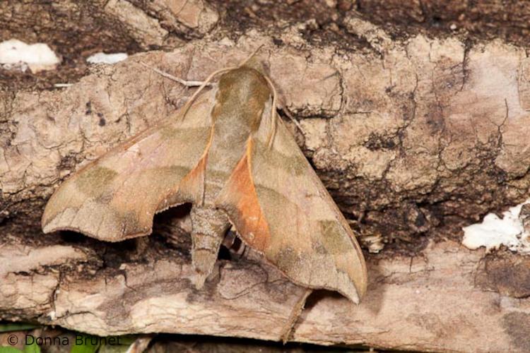Photo of a Virginia Creeper Sphinx moth