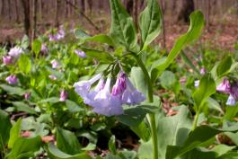 Photo of bluebells, or Virginia cowslip, plants with flowers