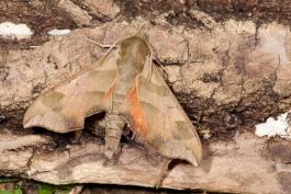 Photo of a Virginia Creeper Sphinx moth