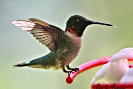 Hummingbird sitting on a feeder. Its wings are extended as if it has just landed. 