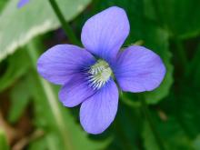 Common violet, closeup of flower