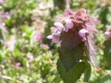 Photo of dead nettle stalk with flowers