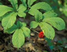 Photo of American ginseng plant with ripe berries