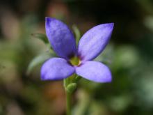 Photo of small bluet flower showing purplish center