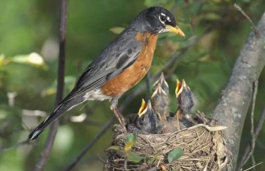 robin with babies in nest